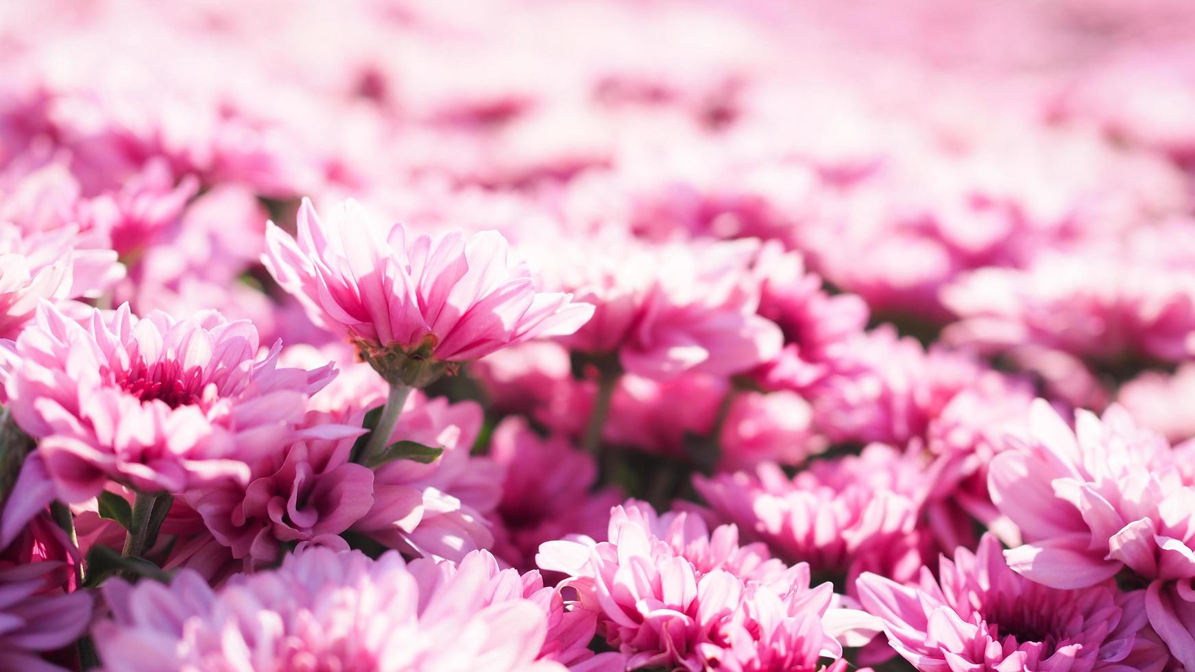 frischer garten mit chrysanthemenblumenfeld in der schönen natur des bauernhofes. foto