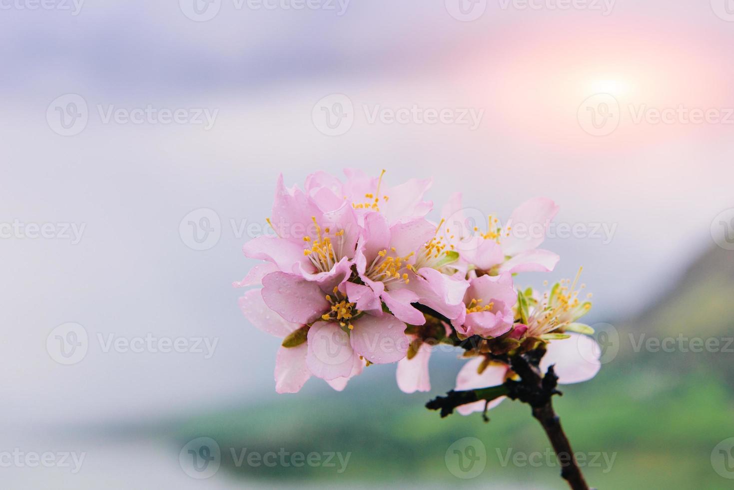 Frühling Mandelbaum rosa Blumen foto