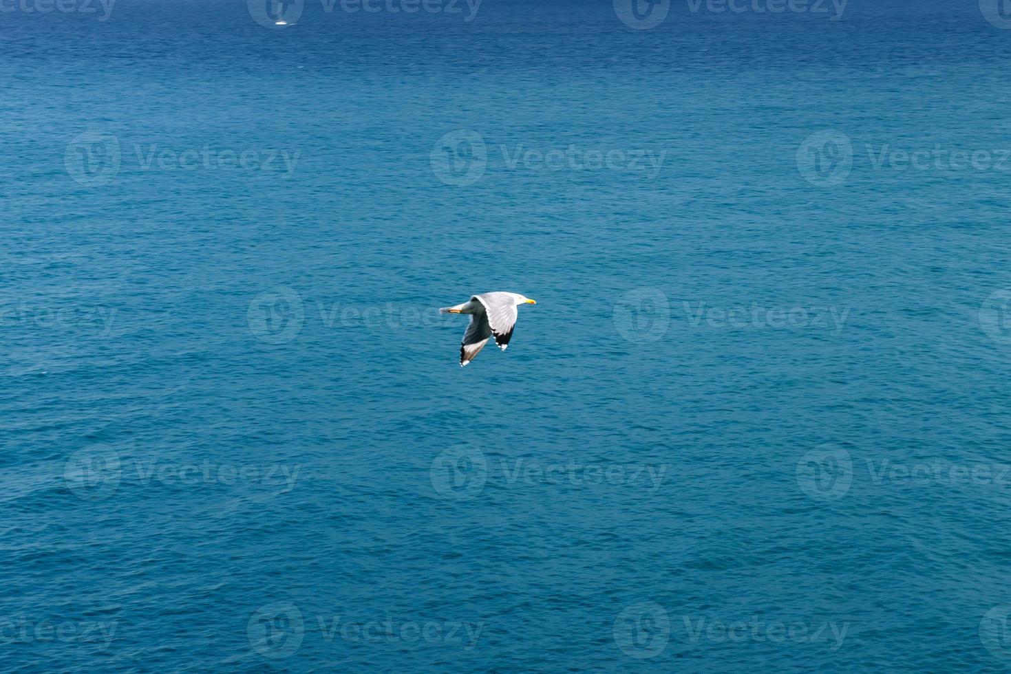 Möwe auf dem Hintergrund des blauen Meeres foto