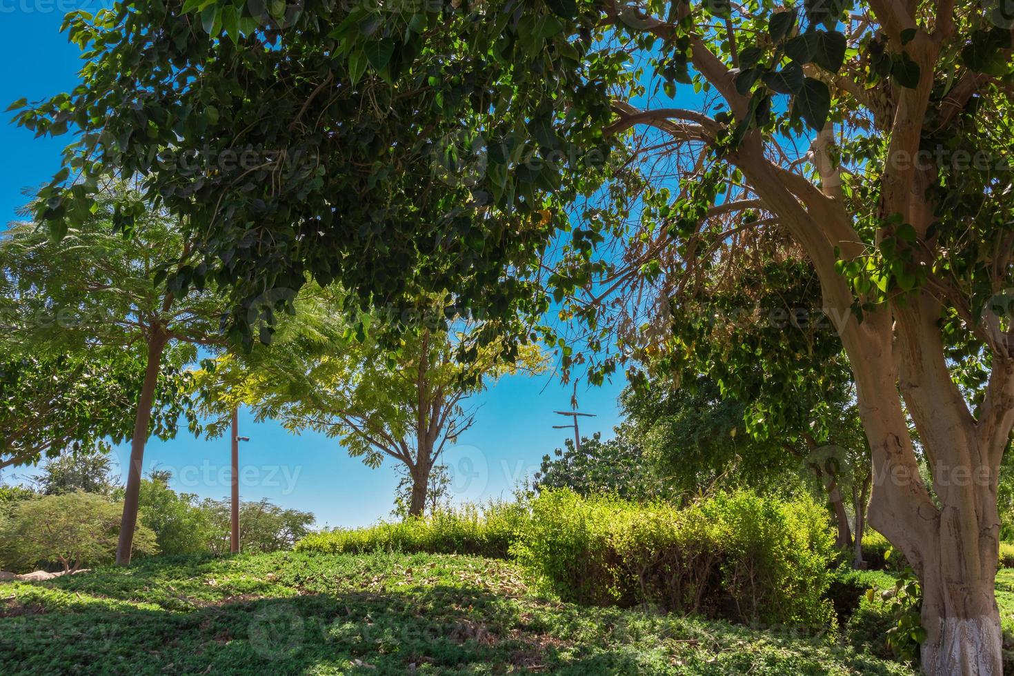 Landschaft aus dem Wald foto