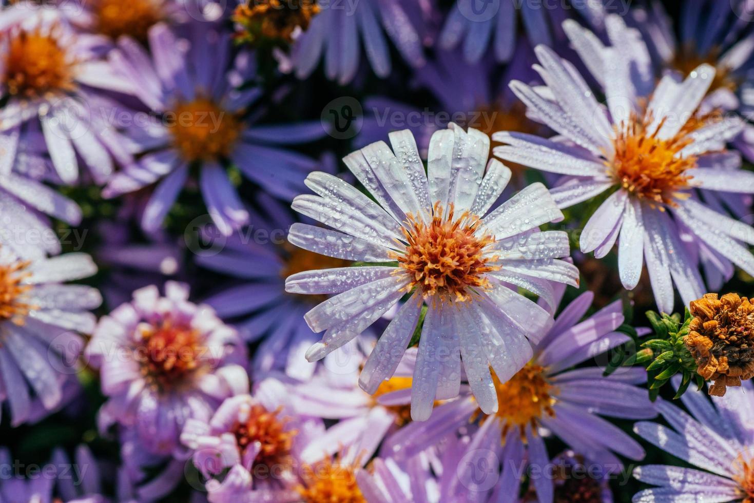 Magenta Aster Blumenbeet unter Sonnenlicht foto