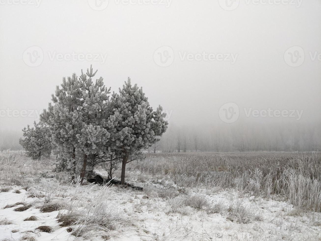 Winterlandschaft mit Bäumen. foto