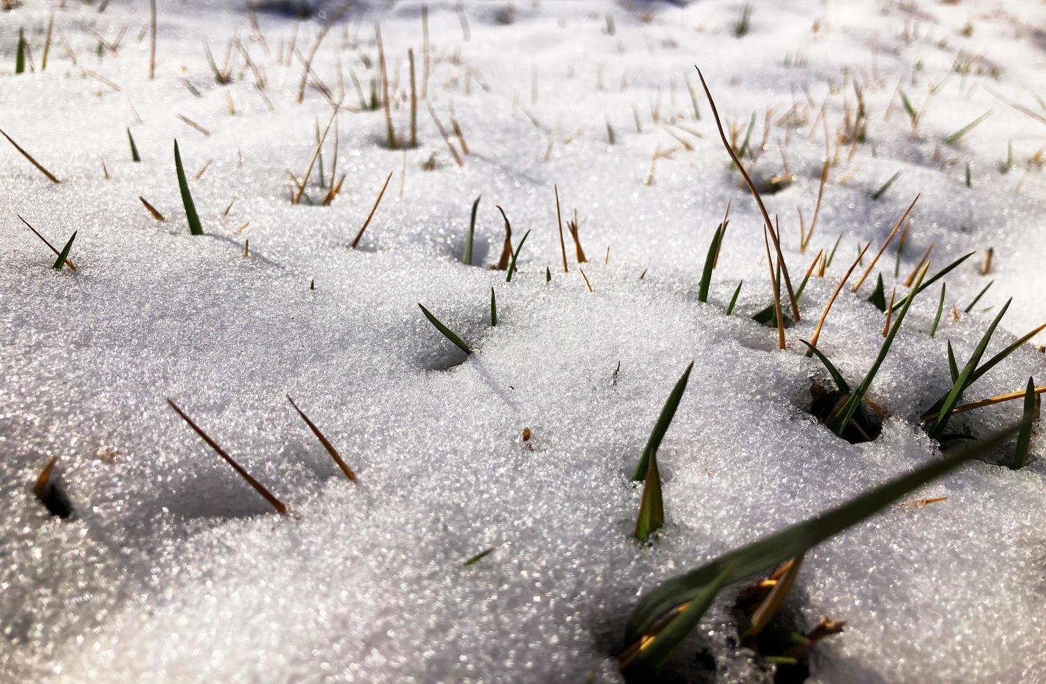 Schnee auf dem Boden mit Kräutern. Frühling letzter Schnee foto