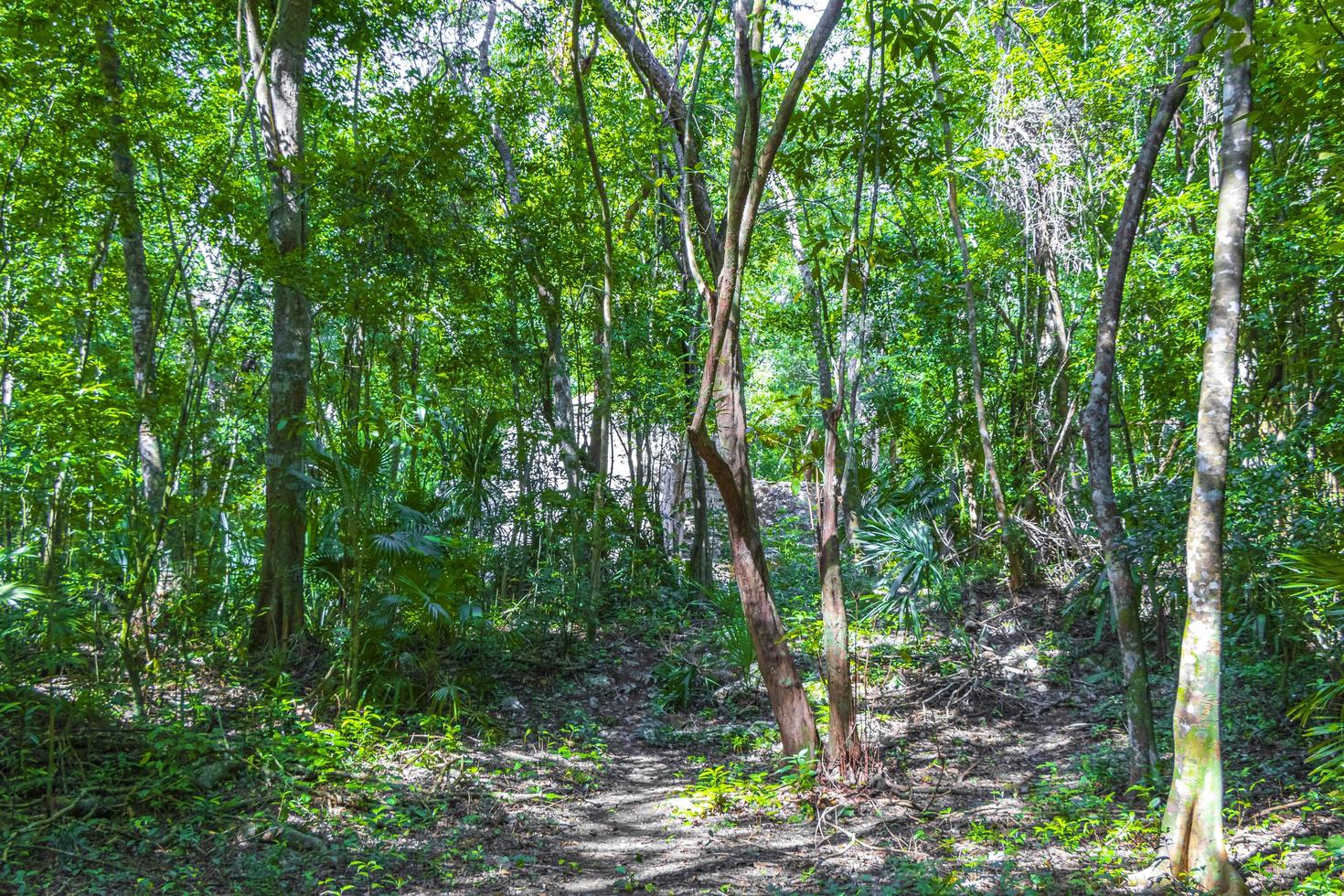 tropischer dschungel pflanzt bäume wanderwege muyil maya ruinen mexiko. foto
