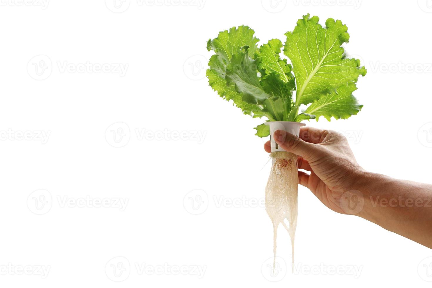 Hand des jungen Mannes, der einen weißen hydroponischen Topf mit Gemüsesämlingen hält, die auf einem Schwamm wachsen, der auf weißem Hintergrund mit Beschneidungspfad isoliert ist. Gemüse ohne Bodenkonzept anbauen. foto