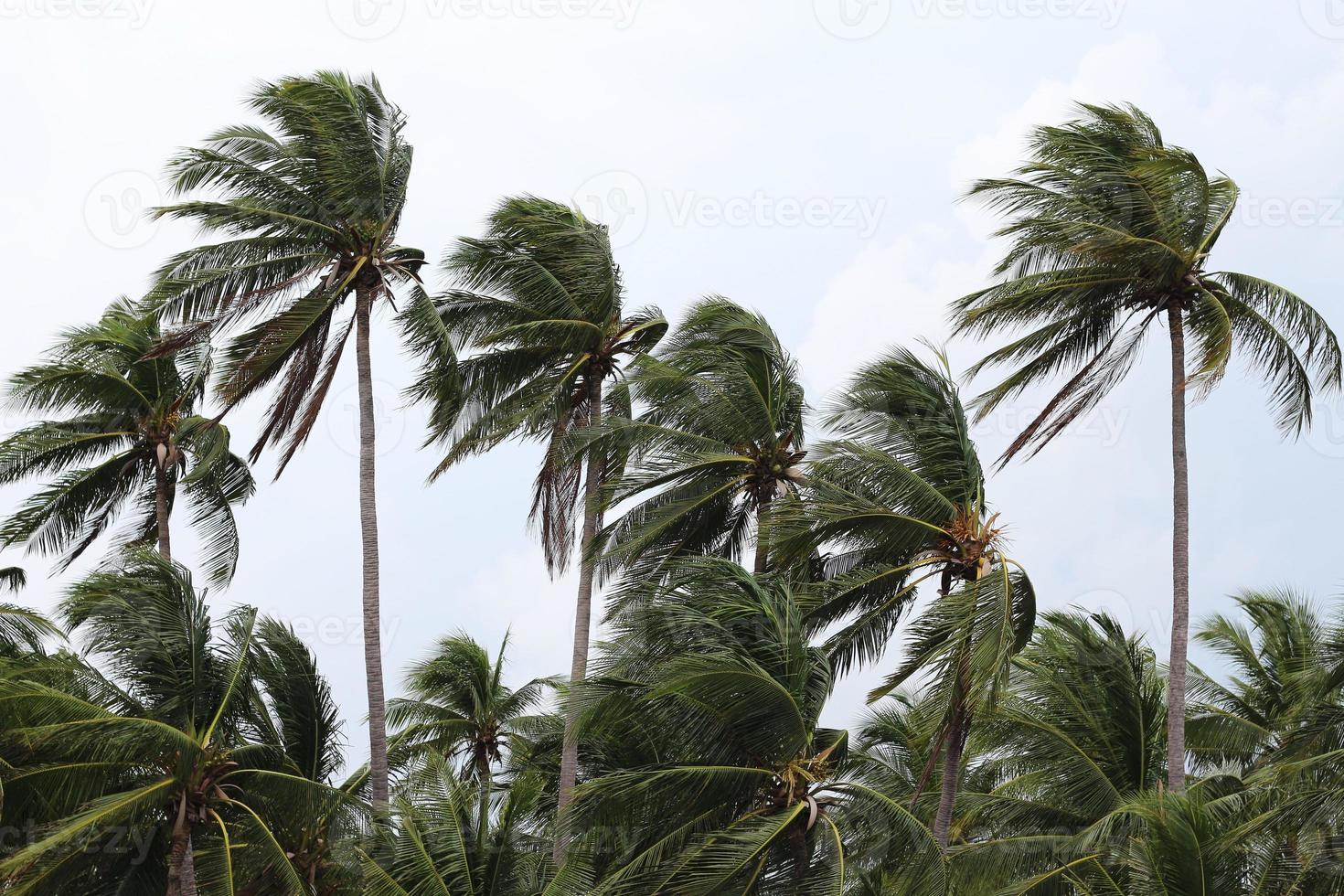 Starke Winde treffen auf die Kokospalmen und signalisieren einen Tornado, Taifun oder Hurrikan. foto