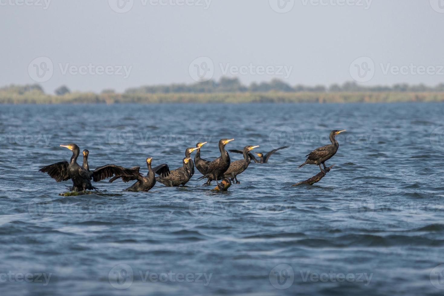 Große Kormorane im Donaudelta foto