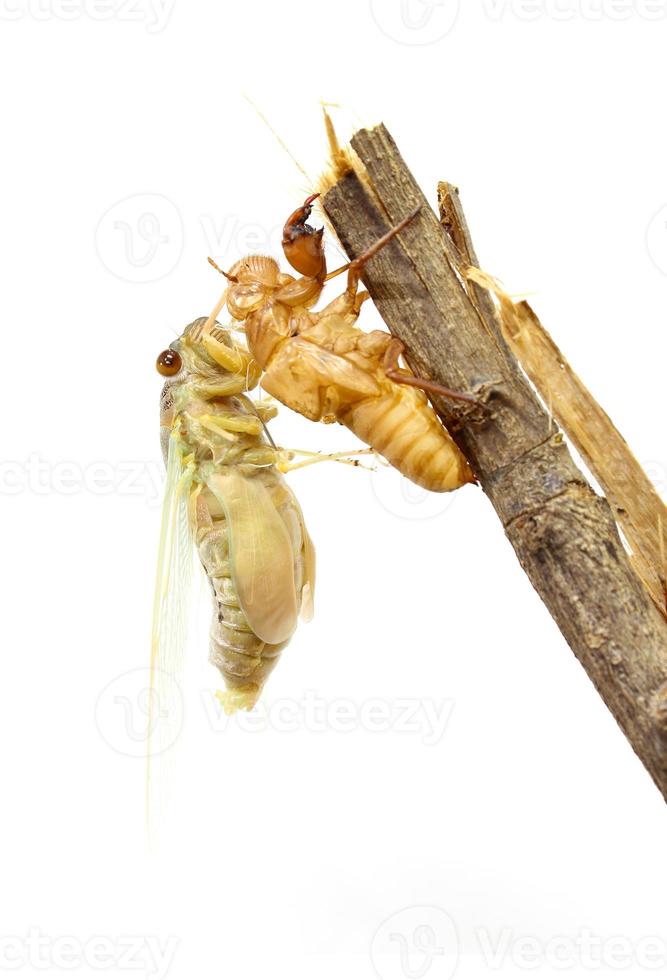 Zikade, die ihre Haut verändert foto