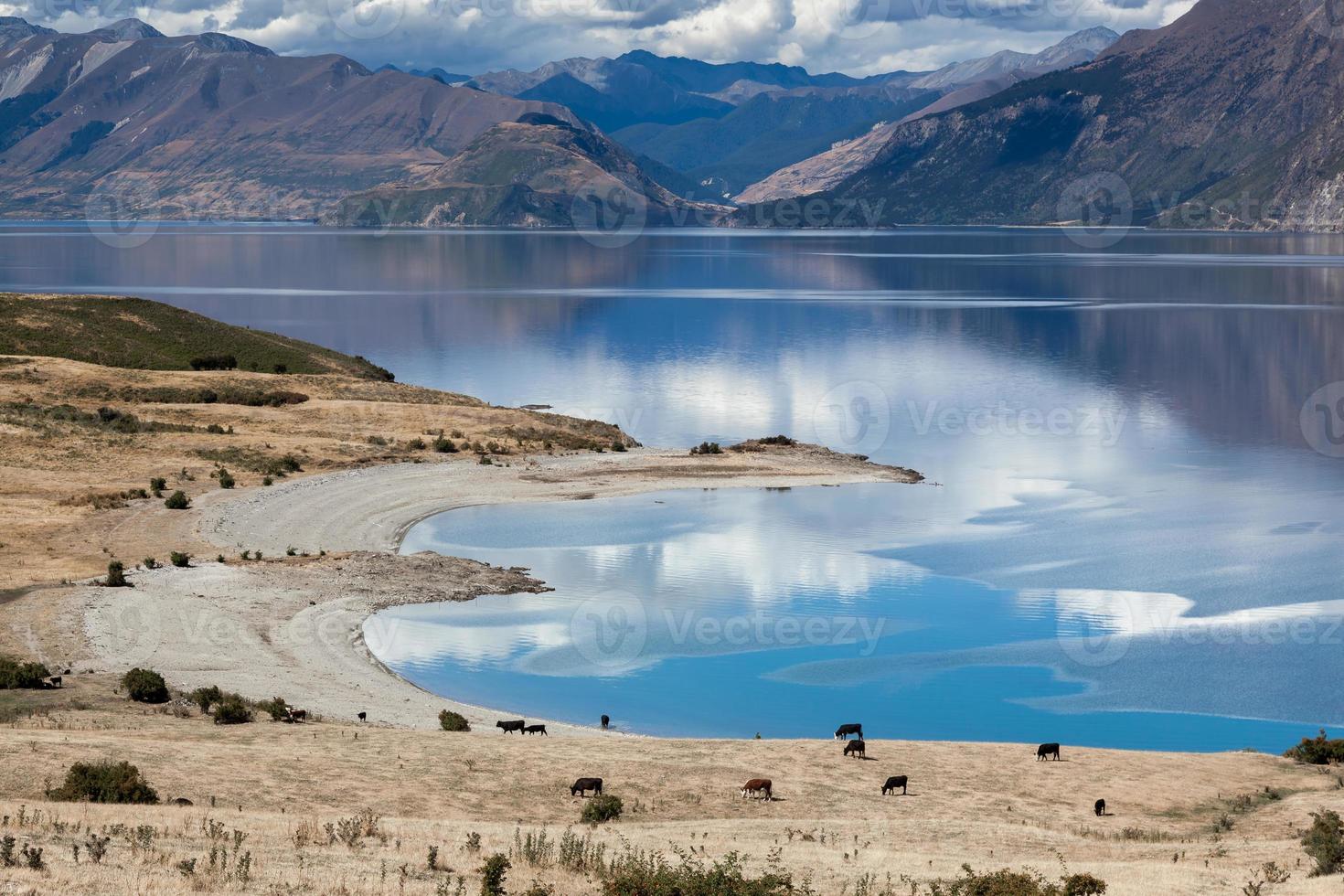 Rinder grasen auf dem Land rund um den Hawea-See foto