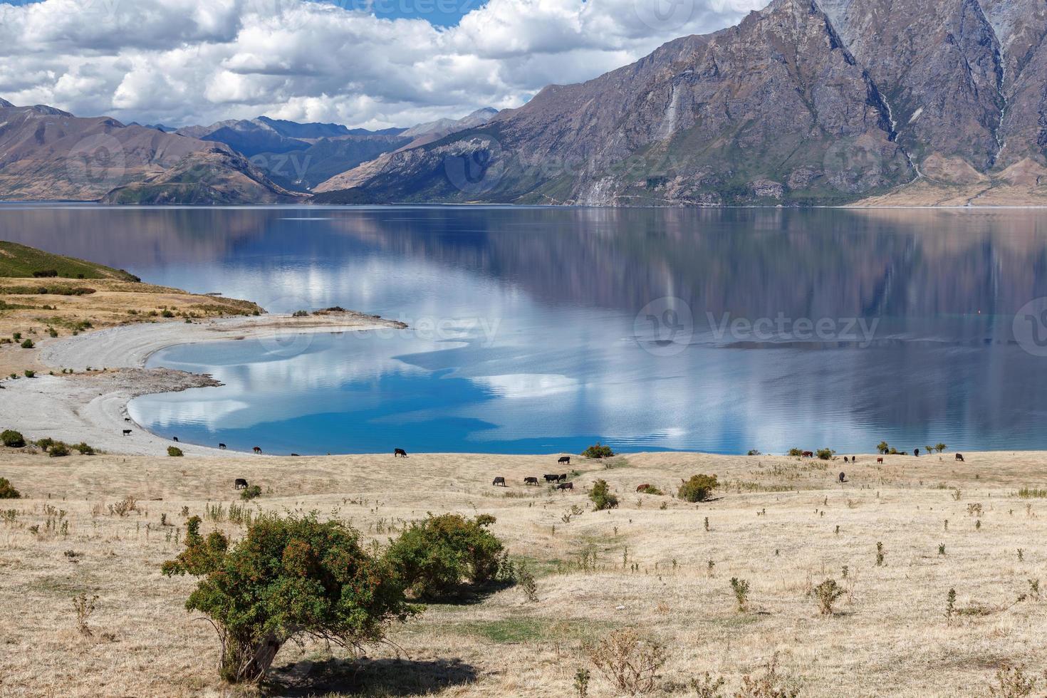 Rinder grasen auf dem Land rund um den Hawea-See foto