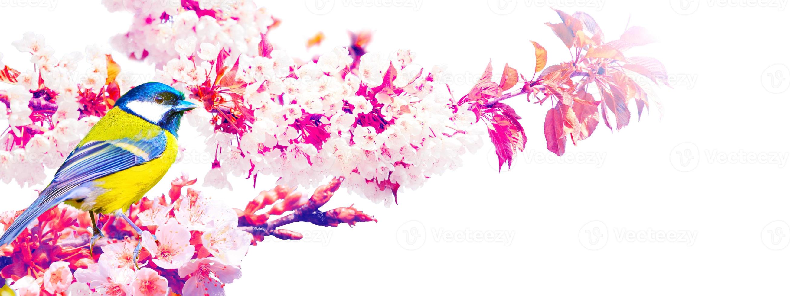 Kohlmeise sitzt bei Frühlingswetter auf einem Ast foto