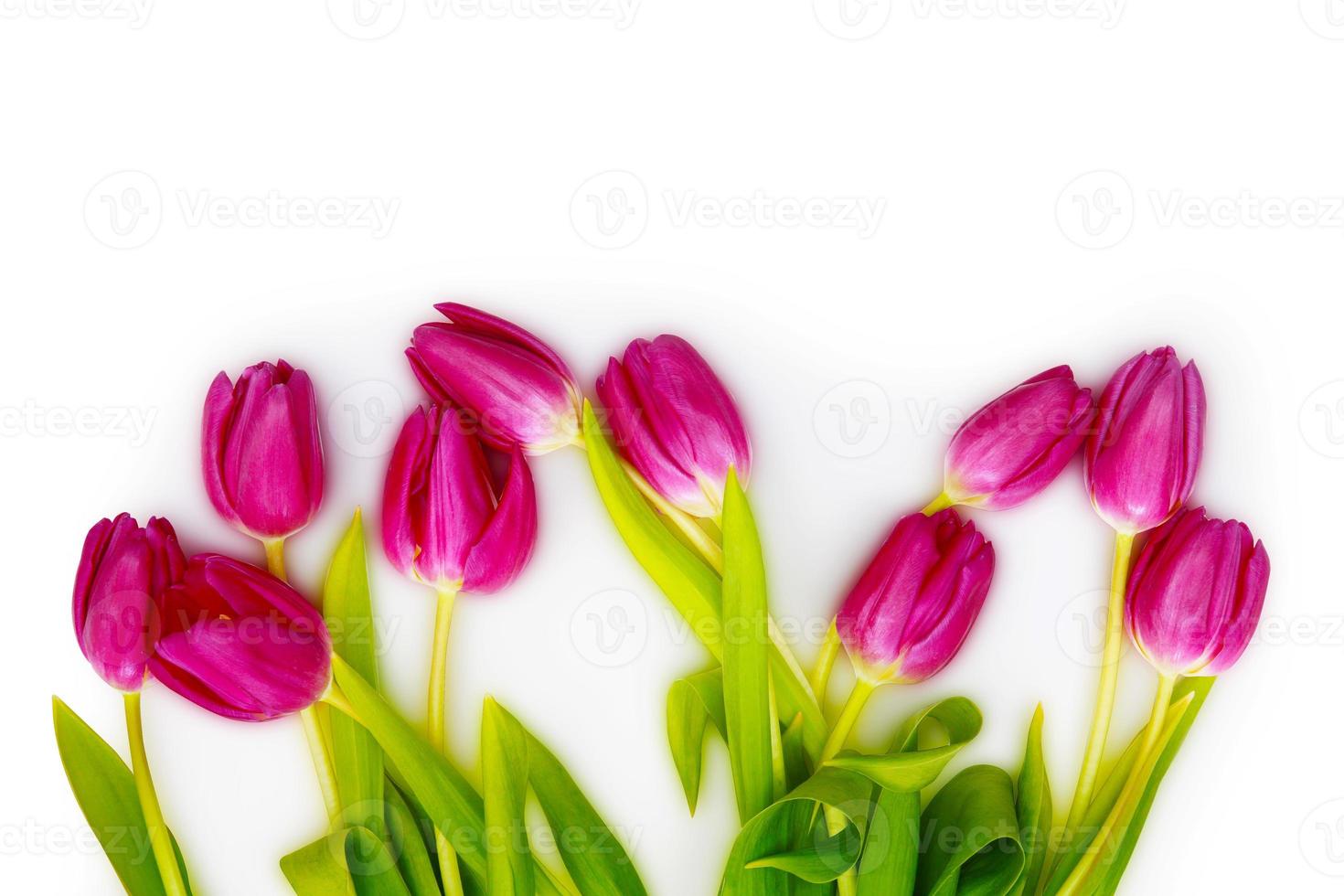 schöne Tulpen. frühlingsnaturhintergrund für webbanner und kartendesign. foto