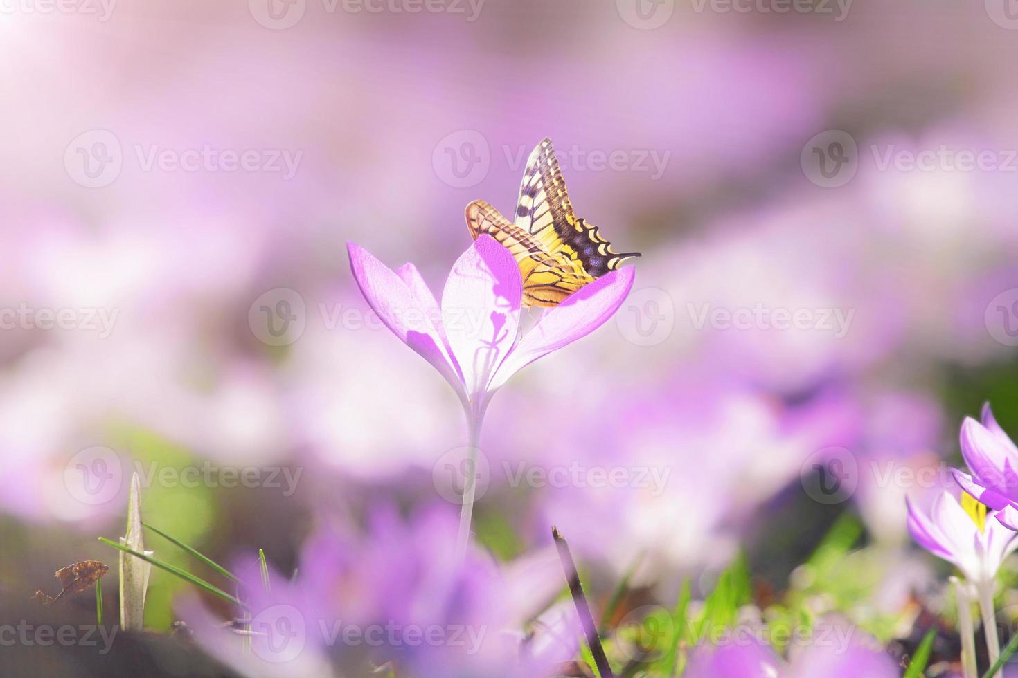 Blühende violette Krokusblumen in einem weichen Fokus an einem sonnigen Frühlingstag foto