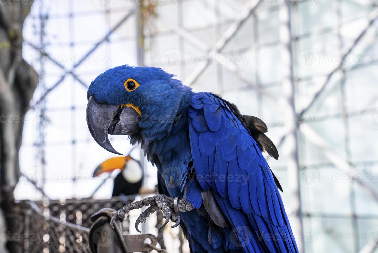 Hyazinthara-Papagei mit blauer Feder auf Drahtzaun im Zoo foto