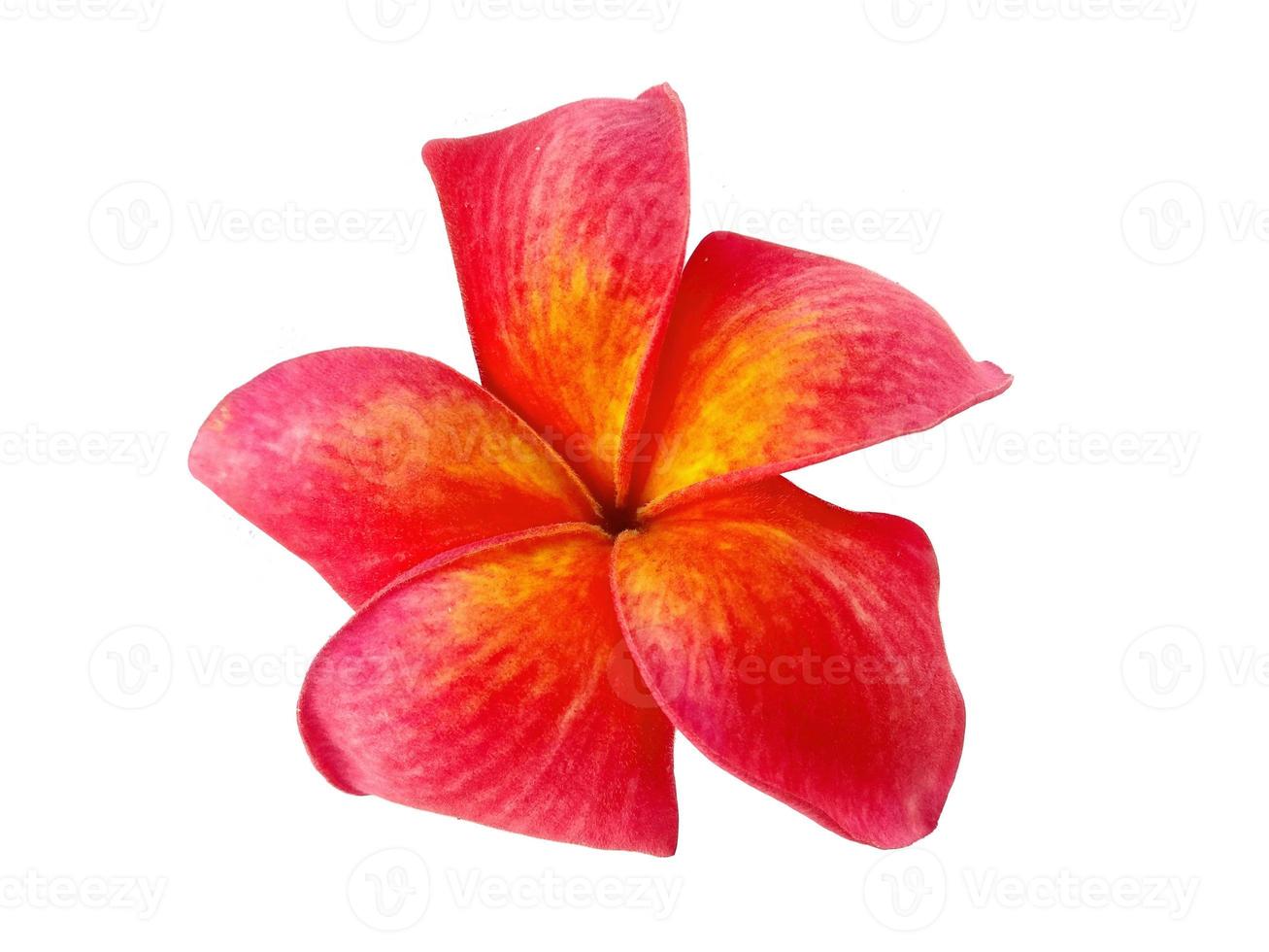 rote Plumeria- oder Frangipani-Blume isoliert auf weißem Hintergrund foto