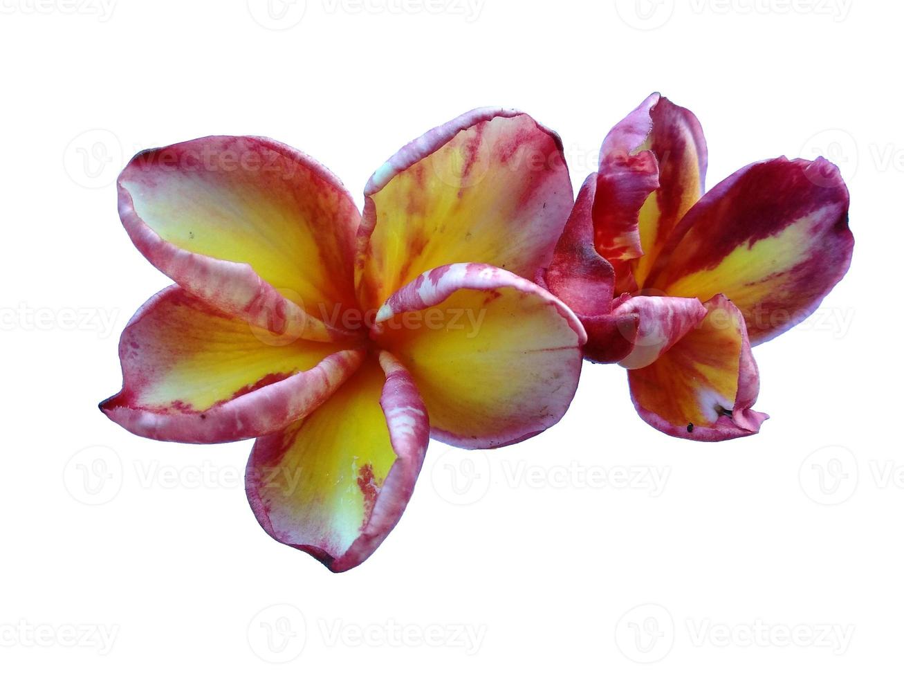 Plumeria- oder Frangipani-Blume isoliert auf weißem Hintergrund foto