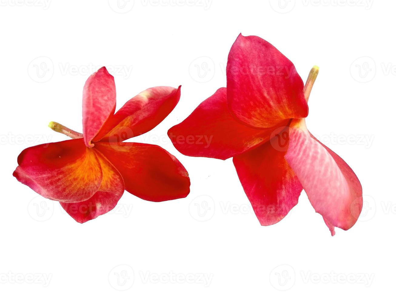 rote Plumeria- oder Frangipani-Blume isoliert auf weißem Hintergrund foto