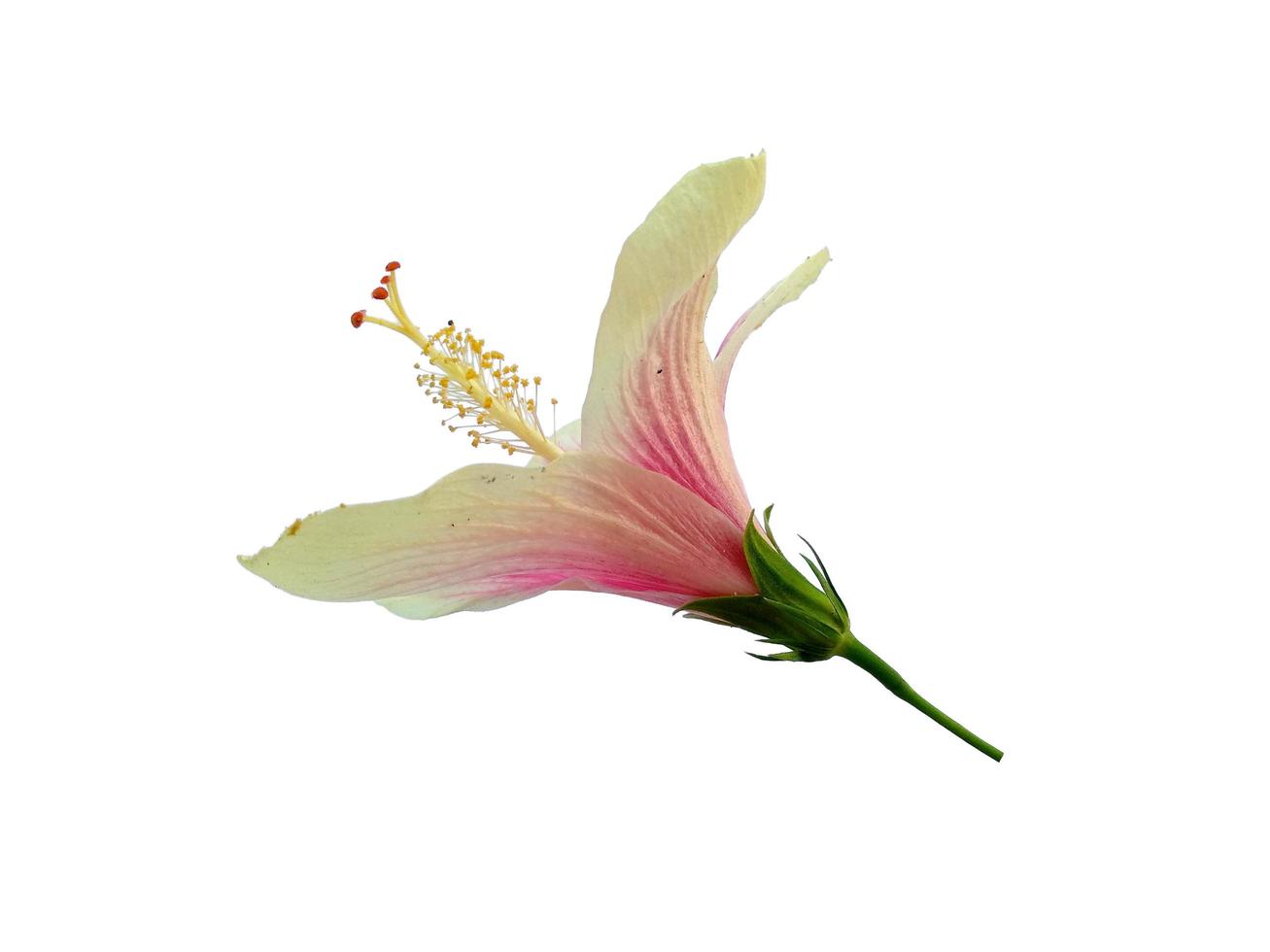 Hibiskus-Anbaublume isoliert auf weißem Hintergrund foto
