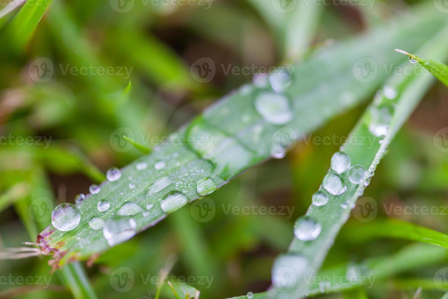 Wassertropfen auf dem grünen Gras foto