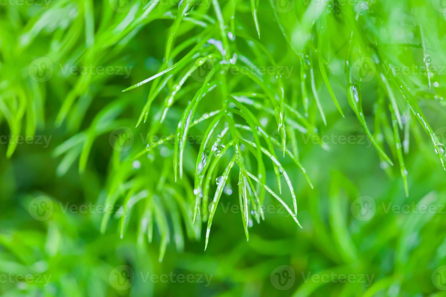 Regentropfen auf kleine Pflanze foto