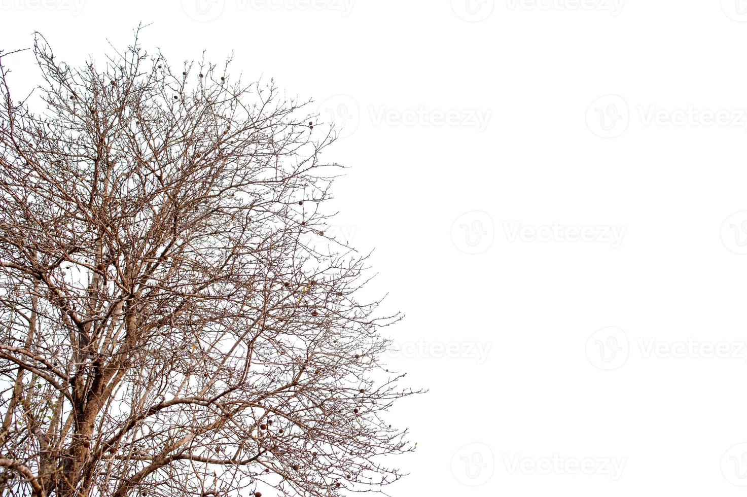 schöner Baum auf einem weißen Hintergrund natürliches Konzept foto