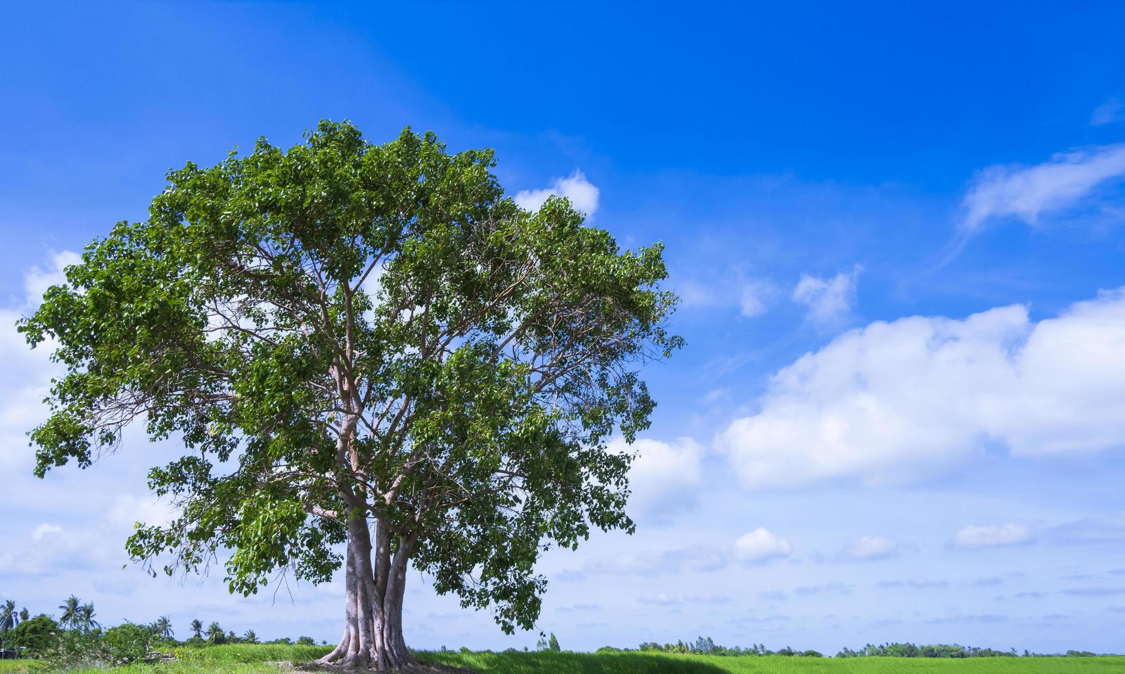 Einsamer großer Bodhi-Baum im Reisfeld mit weißen Wolken und blauem Himmelshintergrund foto