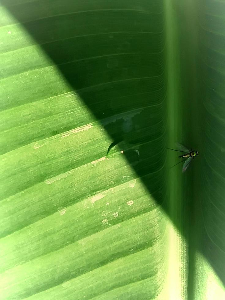 Licht und Schatten mit kleinen Insekten auf Bananenblättern. foto