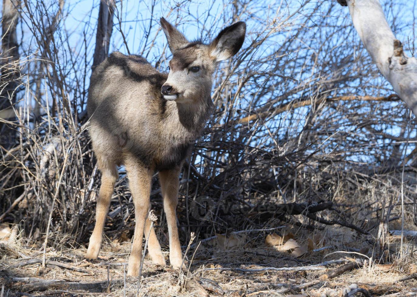 Colorado-Wildtiere. Wilde Hirsche auf den Hochebenen von Colorado. junge Maultierhirsche im Gebüsch foto