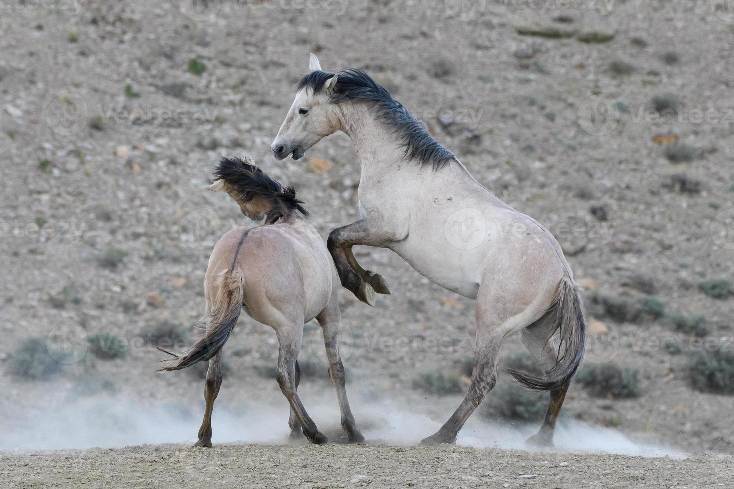 Wilde Mustangpferde in Colorado foto