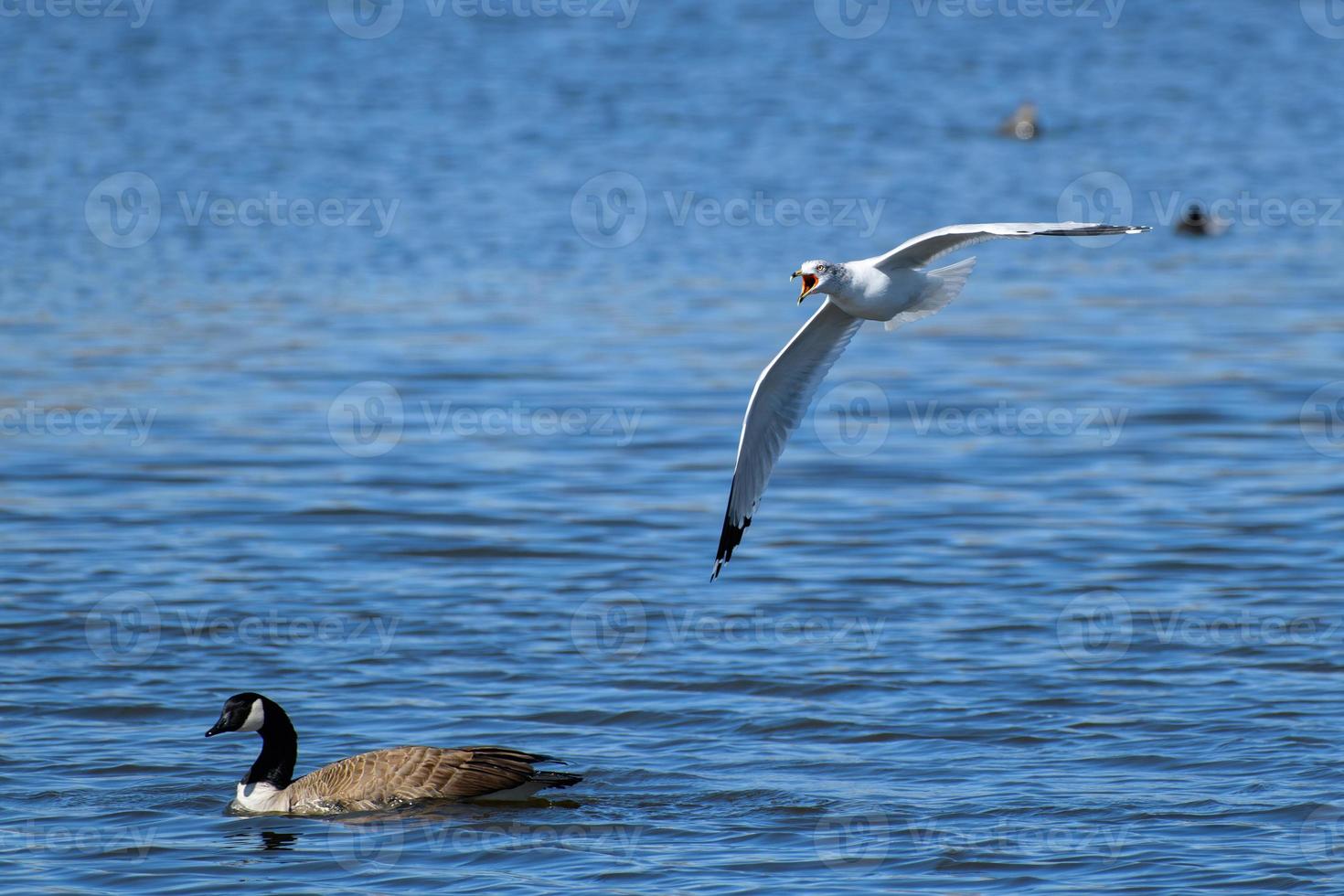 Ringschnabelmöwe im Flug foto