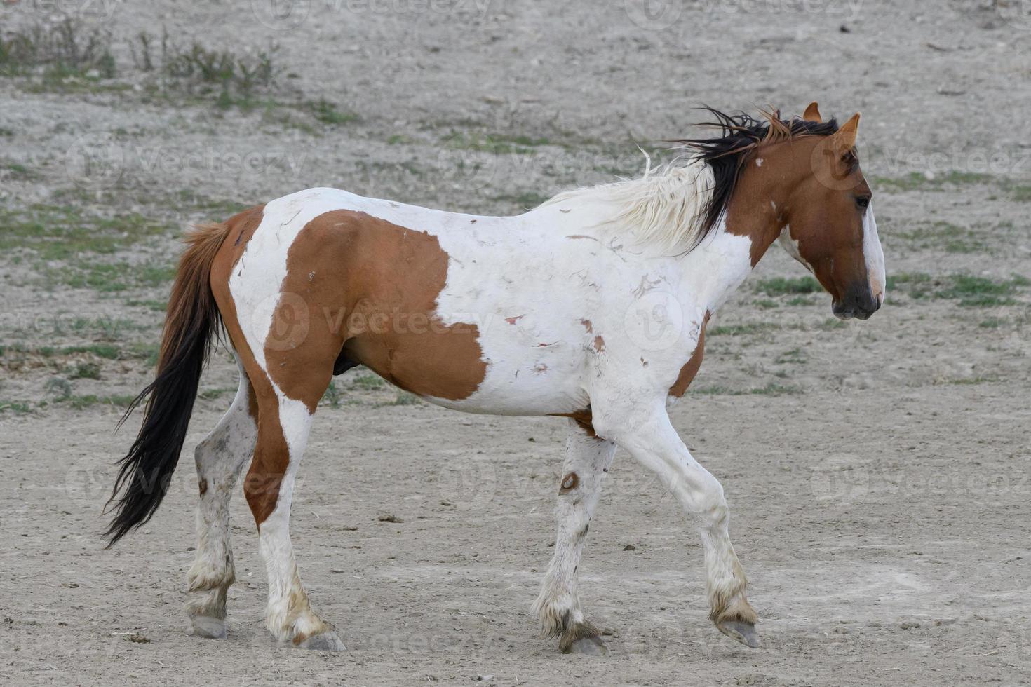 Wilde Mustangpferde in Colorado foto