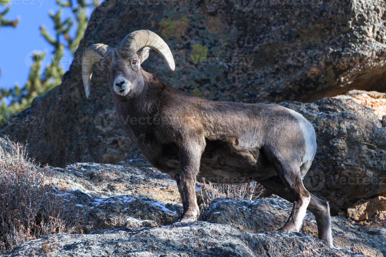 Colorado Rocky Mountain Dickhornschaf Bighorn Ram auf einem schneebedeckten Hügel. foto