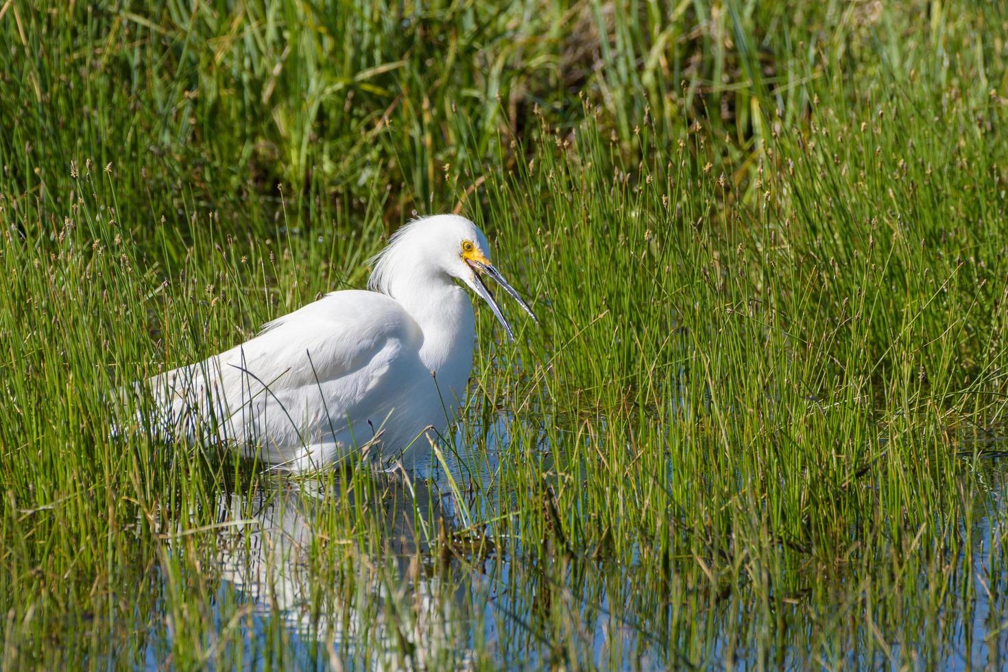 Tierwelt von Colorado - schneebedeckter Reiher, der im seichten Wasser watet foto