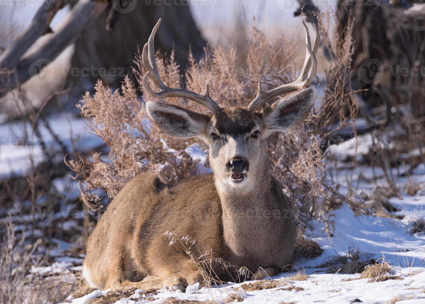 Maultierhirschbock im Schnee. Colorado-Wildtiere. Wilde Hirsche auf den Hochebenen von Colorado foto