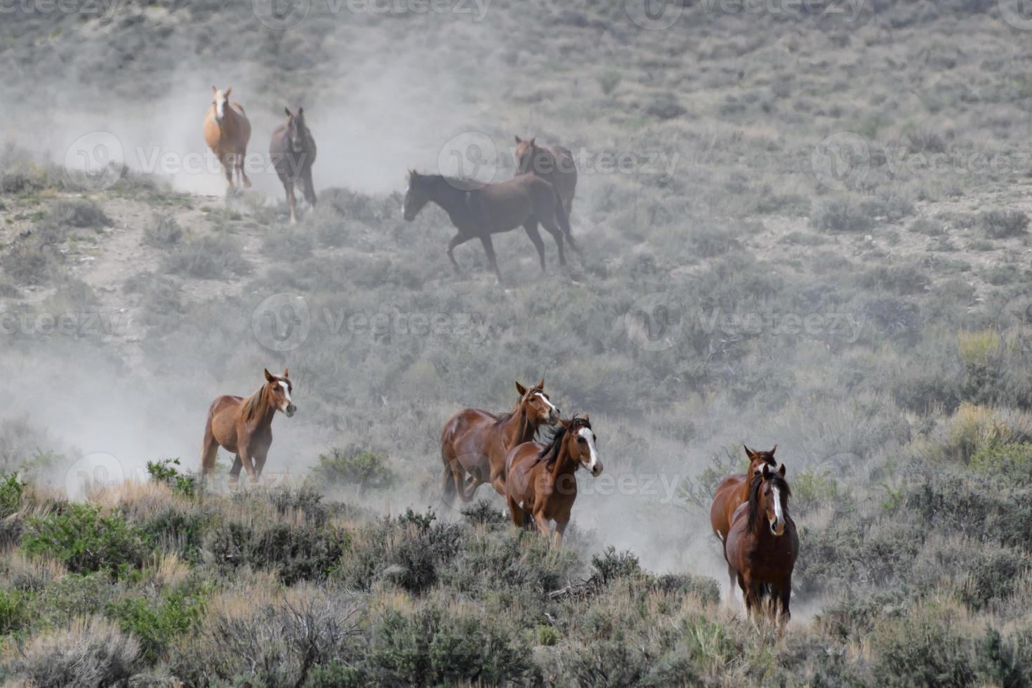 Wilde Mustangpferde in Colorado foto