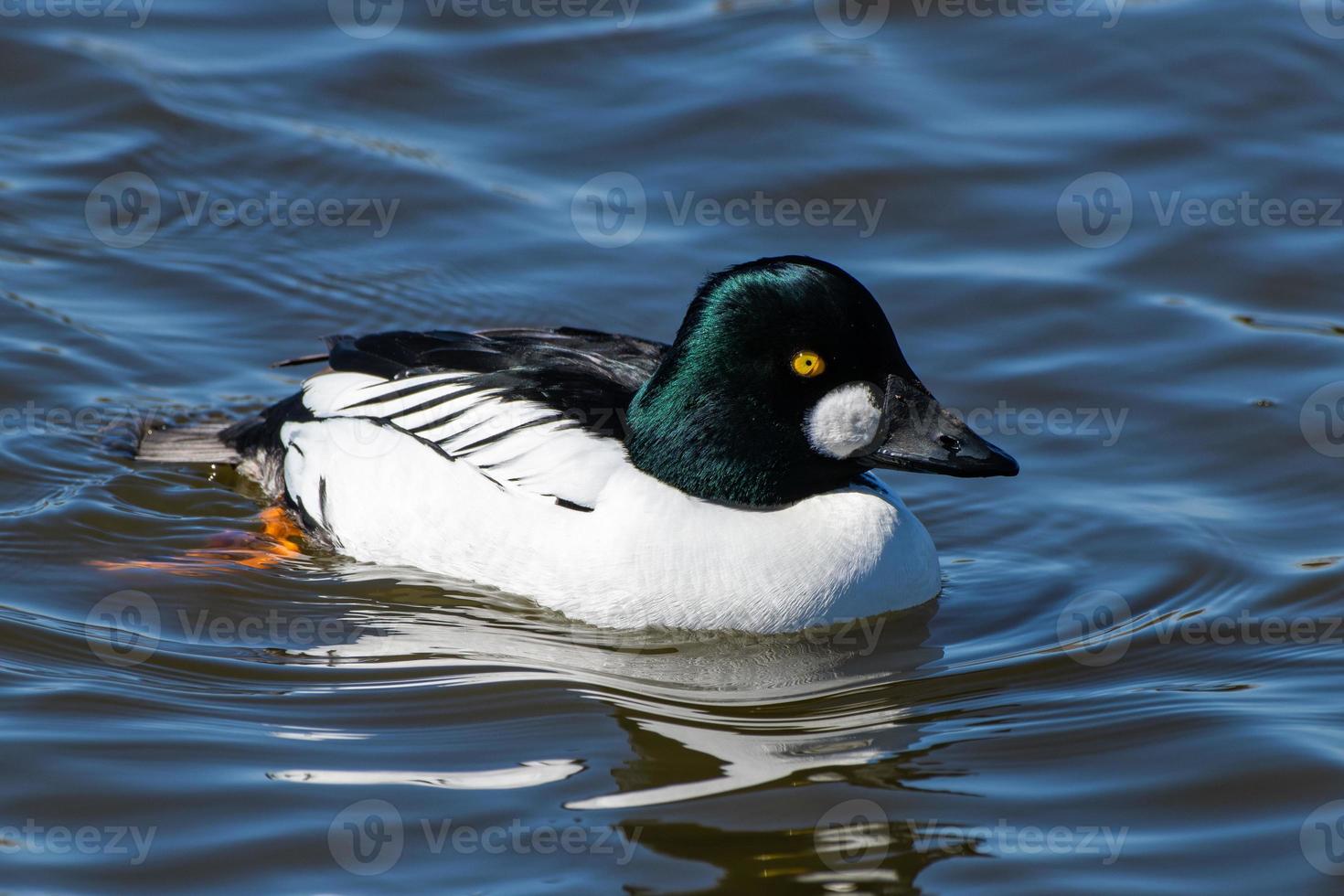 Wasservögel von Colorado. Gemeine Goldaugenente in einem See. foto