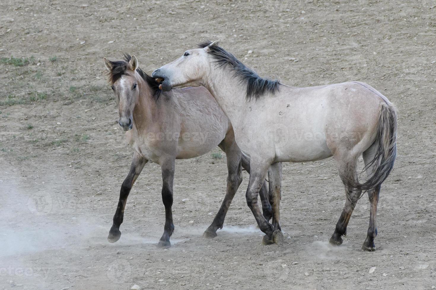 Wilde Mustangpferde in Colorado foto