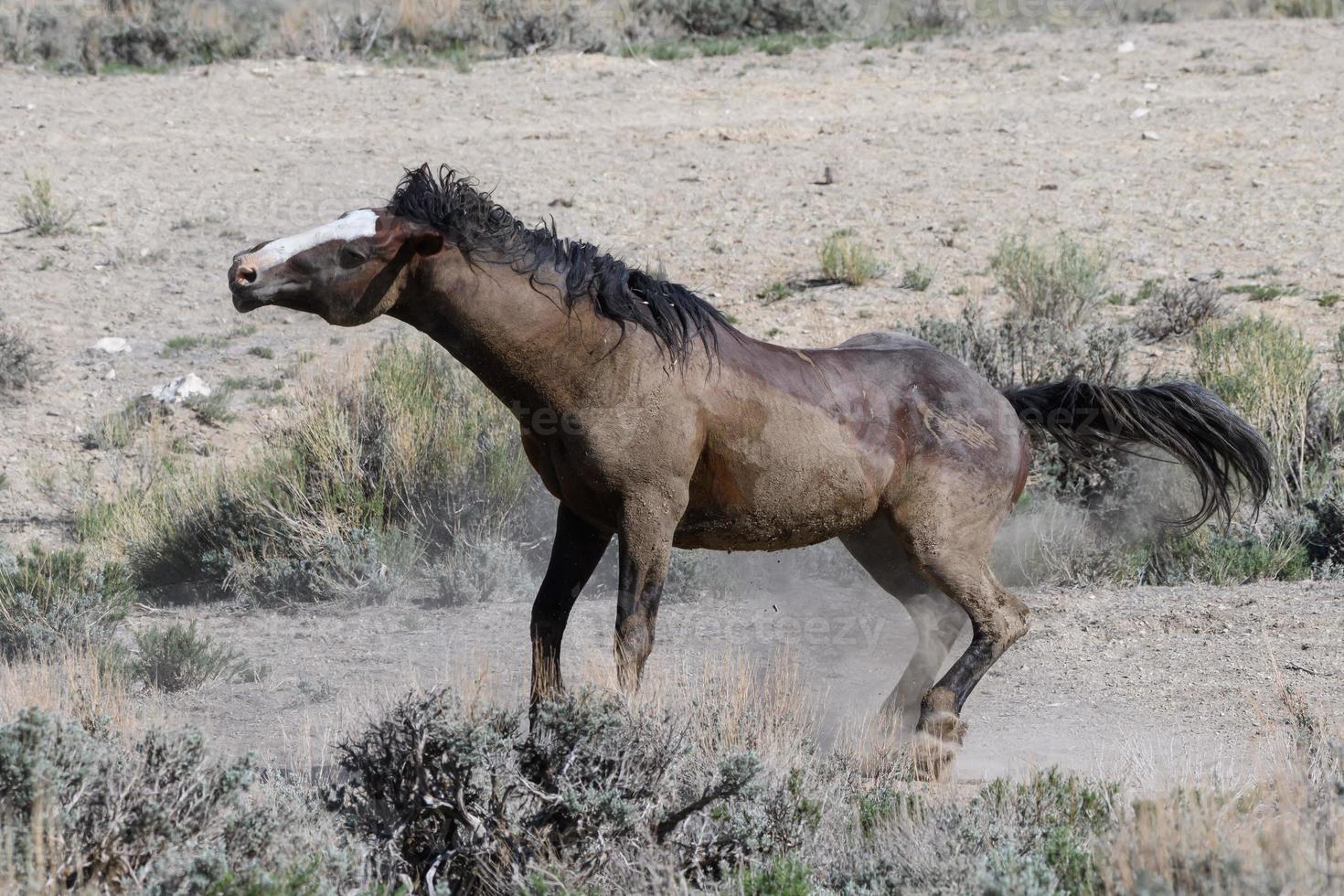 Wilde Mustangpferde in Colorado foto