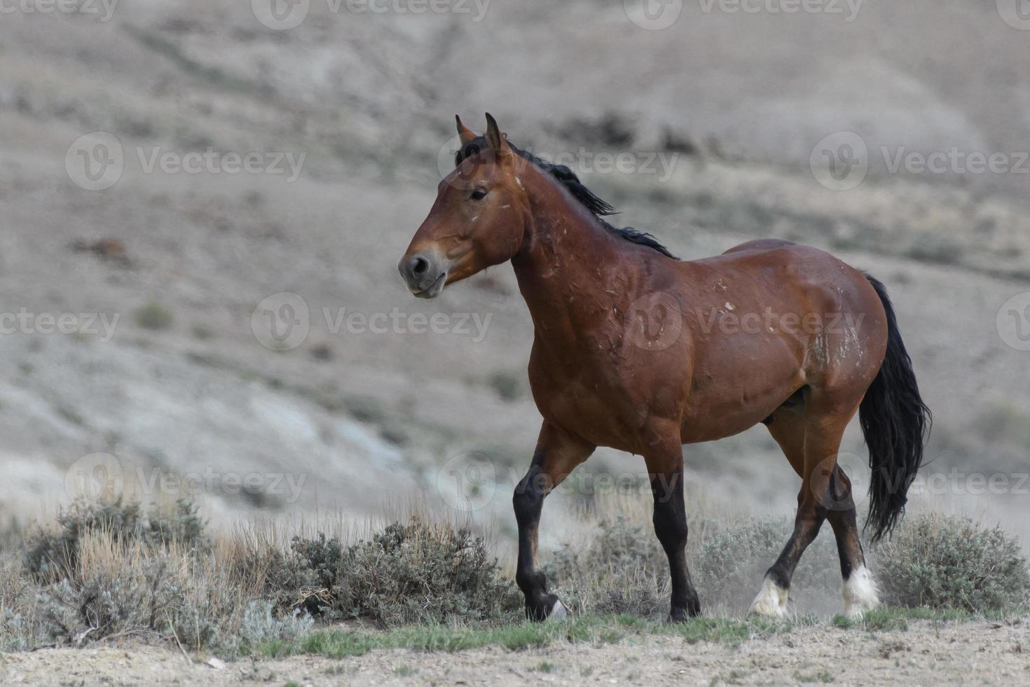 Wilde Mustangpferde in Colorado foto