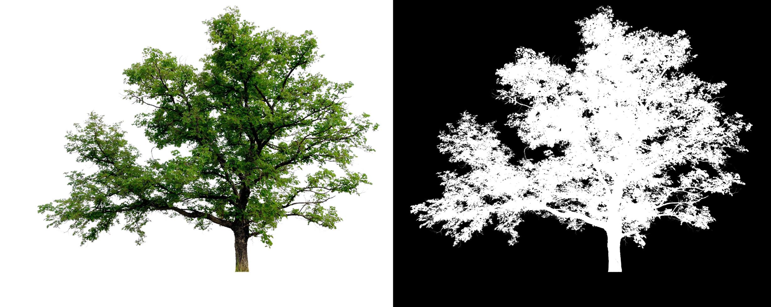 isolierter Baum auf weißem Hintergrund mit Beschneidungspfad foto