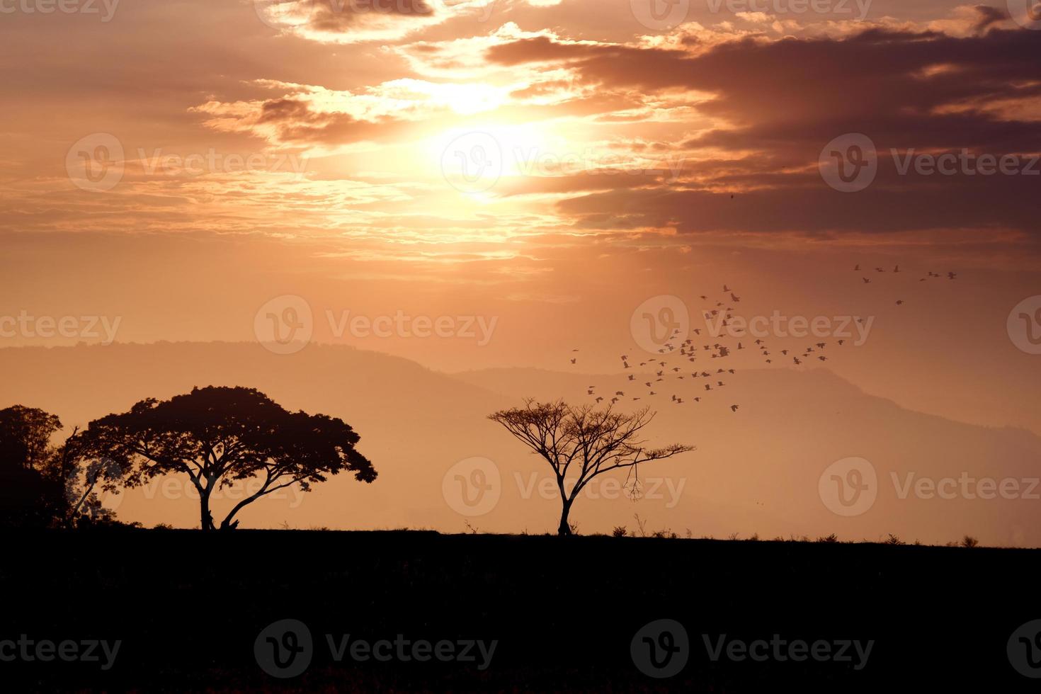 Baumschattenbild mit Sonnenunterganghimmel foto