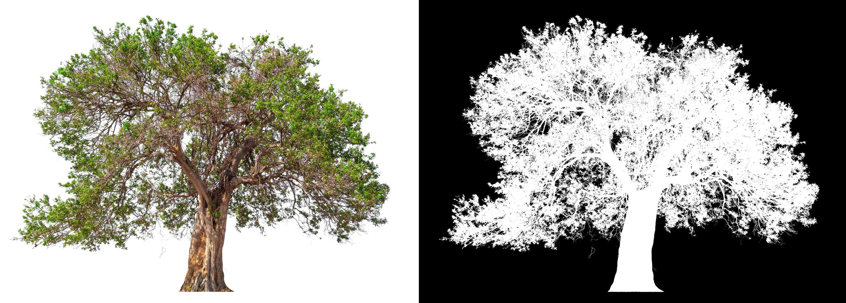 isolierter Baum auf weißem Hintergrund mit Beschneidungspfad foto