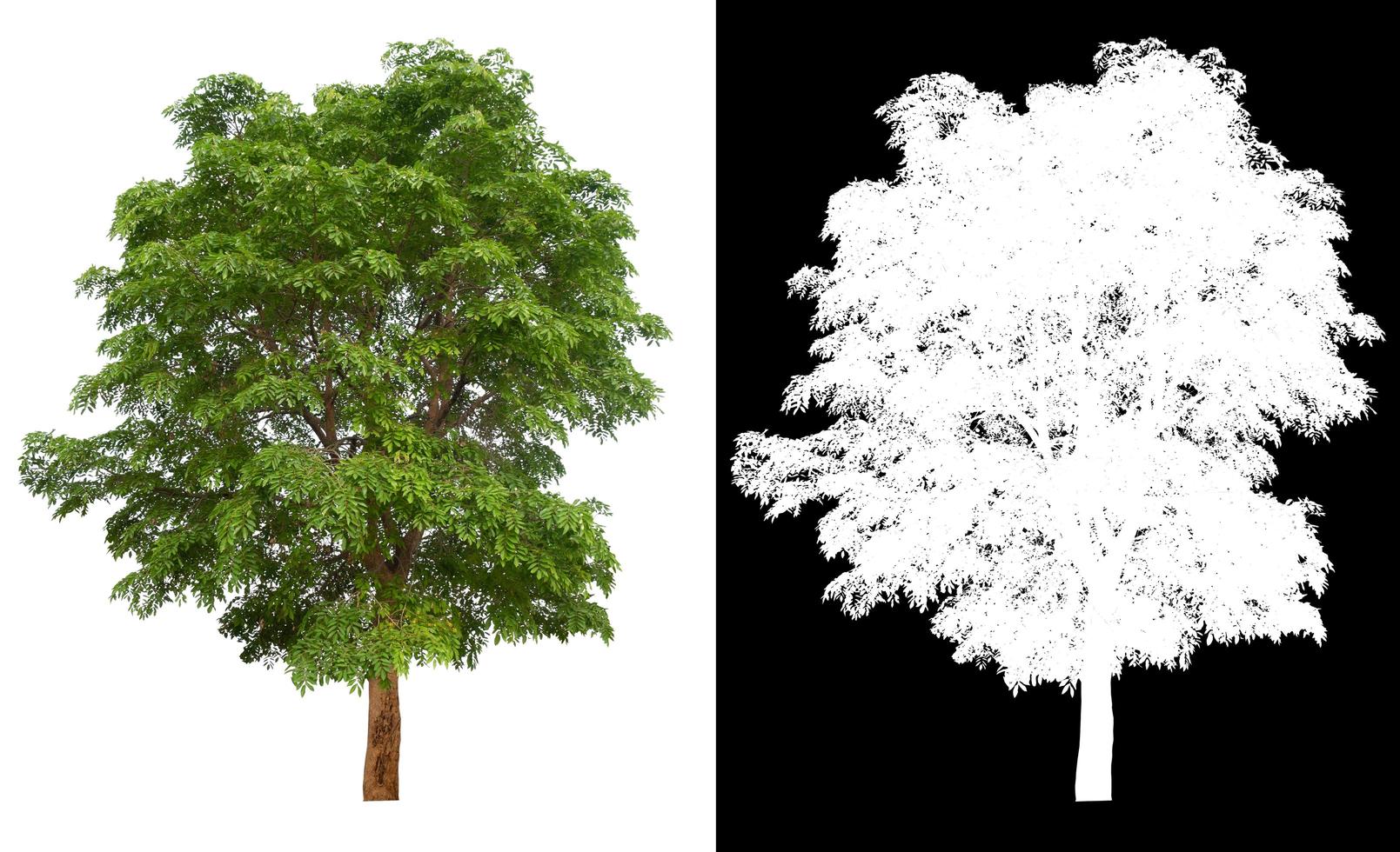 großer Baum auf transparentem Bildhintergrund mit Ausschnittspfad und Alphakanal foto