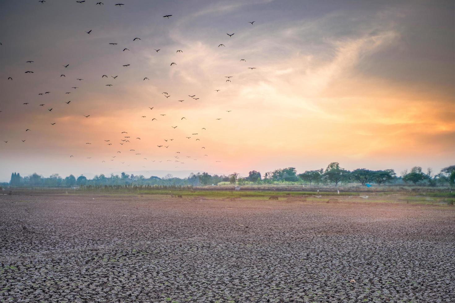 selektiver fokus trockenes land mit sonnenuntergang foto