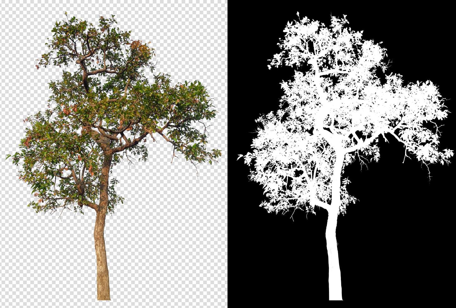Baum auf transparentem Hintergrundbild und Alphakanal foto