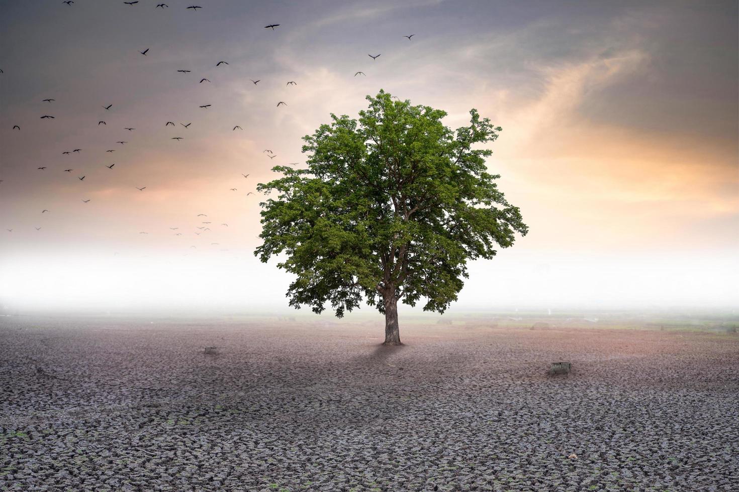 selektiver fokus trockenes land und großer baum stehen allein auf trockenem land foto