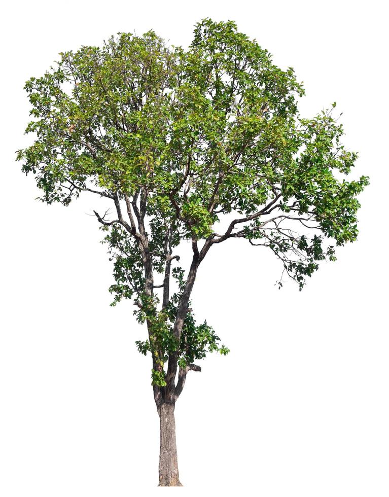 großer Baum auf transparentem Bildhintergrund mit Ausschnittspfad und Alphakanal foto
