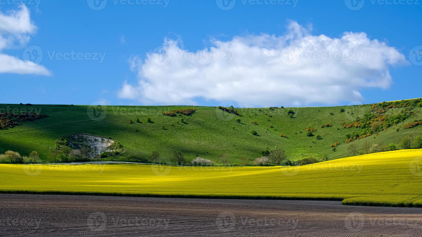 Raps in der hügeligen Landschaft von Sussex foto