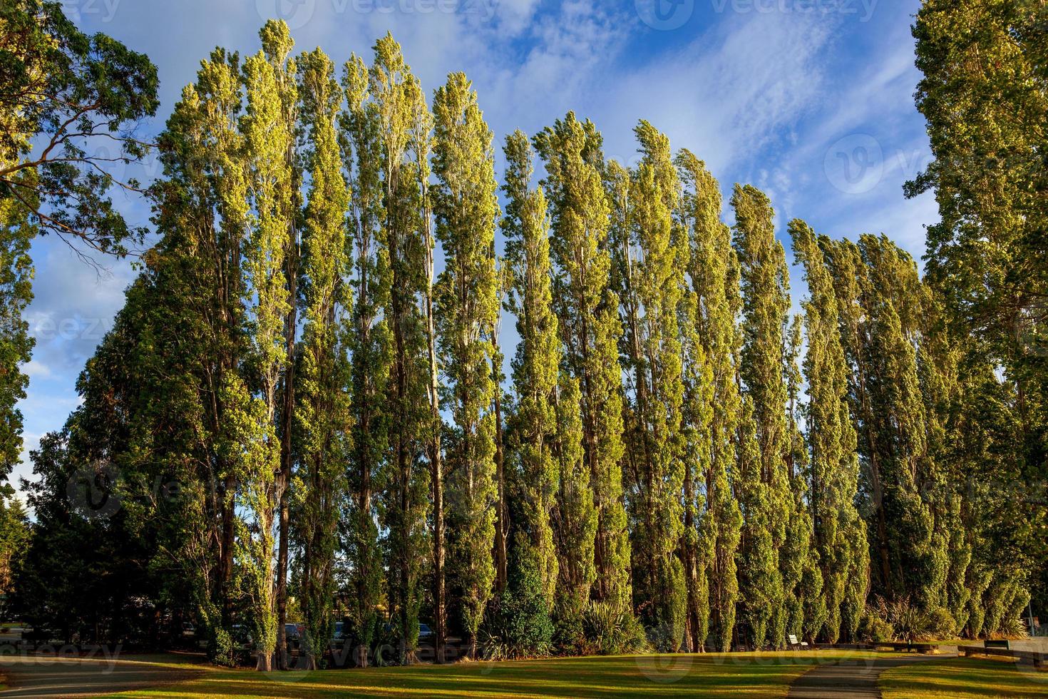 Reihe von Pappeln in Te Anau, beleuchtet von goldener Abendsonne foto