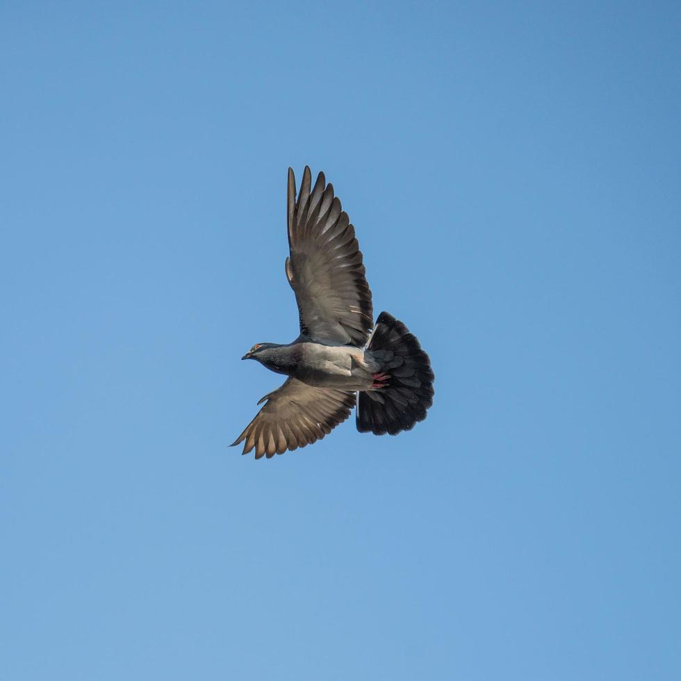 die Tauben im Flug, die Wildtaube hat hellgraue Federn. Auf jedem Flügel befinden sich zwei schwarze Streifen. aber sowohl Wild- als auch Hausvögel haben eine große Vielfalt an Farben und Federmustern. foto